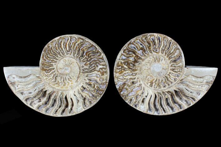 Choffaticeras (Daisy Flower) Ammonite - Madagascar #86772